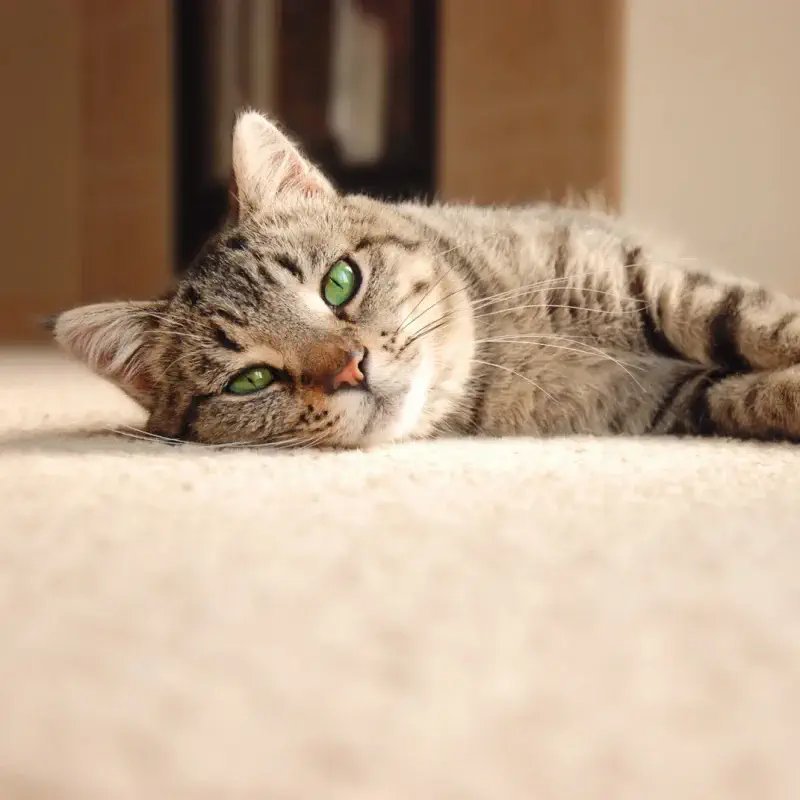 {{ NAME }} providing stain-resistant pet proof carpet in {{ LOCATION }}